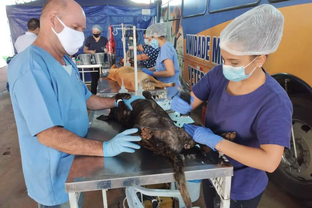 Rio Negro terá ação de castração gratuita de cães e gatos